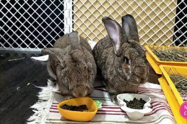 Tokki Club Weekly Cute Rabbit Video #5