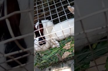 A CUTE RABBIT PLAYING WITH ME||Ritik Kumar||CUTE BUNNY PLAYING WITH A PEN #CHANGUMANGU