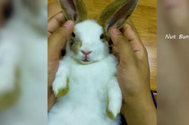 Cute bunny video compilation - Lovely