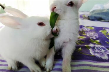 Cute Rabbits🐇🐇🐰🐰 Fighting Over Food | Funny Cute Pets🤣🤣🤣 | Funny Video