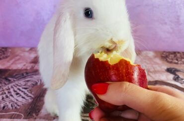 ASMR Rabbit Reviewing Juicy Apple 🍎 | Bunny Eating Crunchy Apple 🍎 | Cute Mukbang