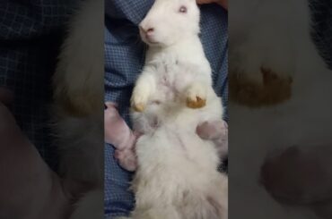 Little rabbits drinking milk from their mother