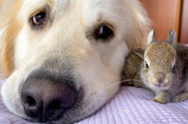 Lovely Golden Retriever has the Cutest Friends - Baby Bunnies!