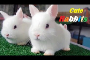 cute rabbits