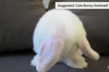 Cute baby bunny washing her face.