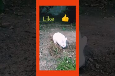 P.k.s. joks video- cute rabbit 😍💞❣️♥️