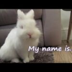 New Bunny NAME REVEAL!