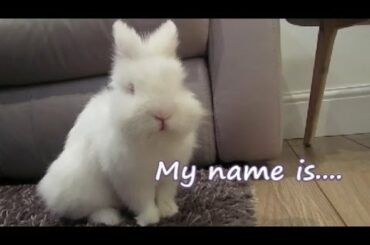 New Bunny NAME REVEAL!