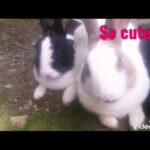 Beautiful Rabbits | Rabbits couple | cute Rabbits