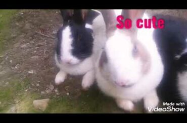 Beautiful Rabbits | Rabbits couple | cute Rabbits