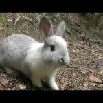 Baby Bunnies / Rabbit island Ōkunoshima (大久野島)