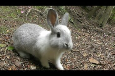 Baby Bunnies / Rabbit island Ōkunoshima (大久野島)