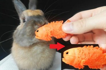 🐰🐠🥕 Rabbit Eating Fish Carrot ASMR Cute Bunny