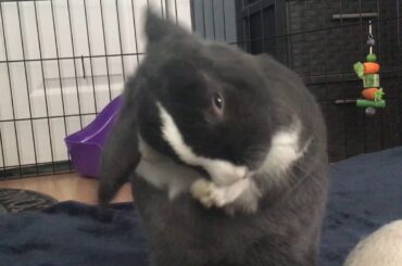 Cute Bunny on a Saturday