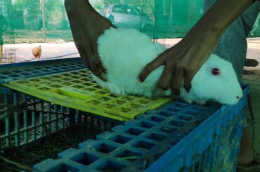 Rabbit bunnies protection