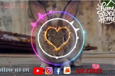Yaar intha muyal kutti//யார் இந்த முயல் குட்டி//cute rabbit status video//அழகான முயல் குட்டி வீடியோ