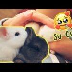 The cutest Baby Bunnies ultimate compilation