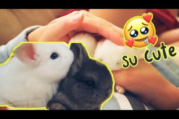 The cutest Baby Bunnies ultimate compilation