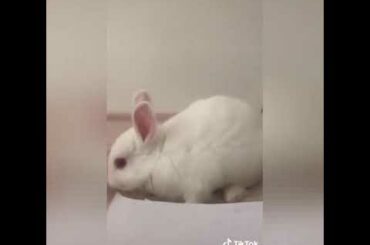 So cute Rabbits 😍😍😍😍😍