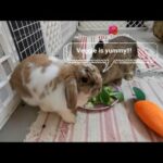 Tokki Club Weekly Cute Rabbit Video #6