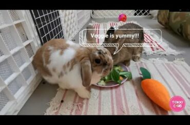 Tokki Club Weekly Cute Rabbit Video #6