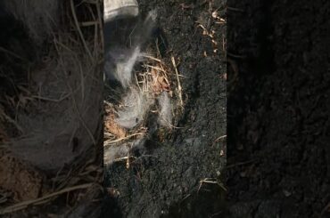 We found a bunny nest lol