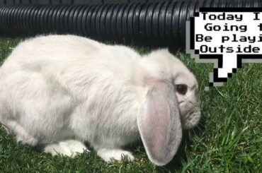 Cute Bunny playing outside🐰