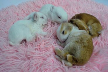 Super Relaxing Baby Bunnies With Soothing Music ♥♥ Bedtime Lullaby With Cute Bunnies- Sleep Therapy