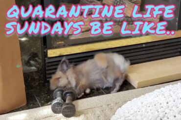 Gizmo The Baby Lionhead Rabbit- Flopping after tricks training. Cuteness overload cutest bunny