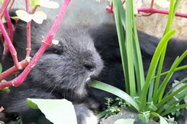 Two Week Old Bunnies Playing in The Yard | Rabbit Vlog | Village Life