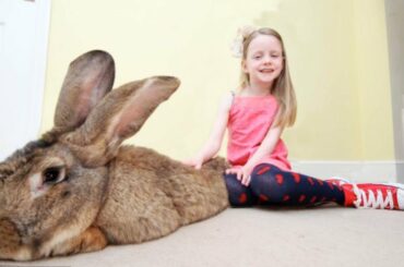 THE BIGGEST RABBIT In The World | You have to see this huge ball of tenderness