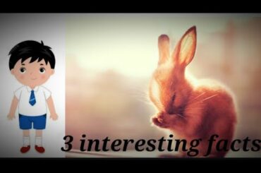Bunny rabbit facts 3 interesting fact about rabbit 😉