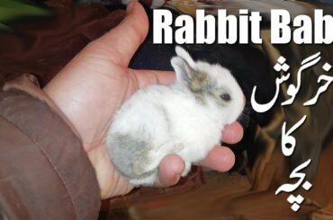 Baby Rabbit I Cute Rabbit II Rabbit at home