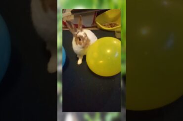 Balloon. Funny Rabbit reaction, sweet cute bunny baby. Relax, music. Dog, car, animals