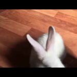 Rabbit spin - rabbit knows how to spin👏👍 SUBBU😘 cute baby bunny spinning in circles