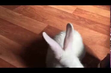 Rabbit spin - rabbit knows how to spin👏👍 SUBBU😘 cute baby bunny spinning in circles