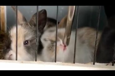 Cute Baby Rabbit Drinks Water From Water Bottle
