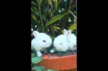 cute bunny in the planter