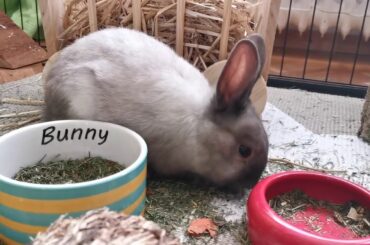 Rabbit Pet Cute Animal Nature Park