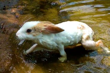 Bunny Funny Bath Compilation - Best Swimming EVER