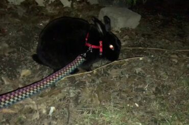 Letting Our BUNNIES go OUTSIDE:/