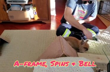 Rabbit Tricks Gizmo The Baby Lionhead Rabbit  A-frame, spins and ring the bell 3 tricks combo.