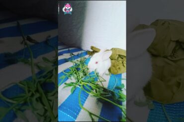 White rabbit with red eyes baby cute.