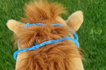 Jumping Butterscotch💙- We saw baby bunnies and I fell off! May 3