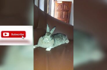 Cute bunny eating while resting