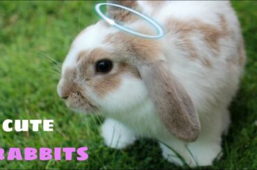 Rabbit cute video // Entertainment // fun // Mind blowing.