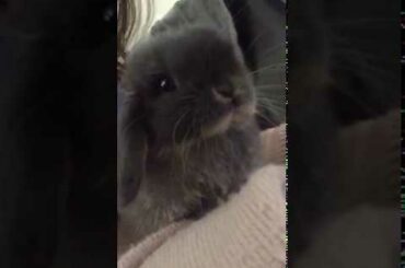 Baby bunny washes her face and ear in her owner's lap