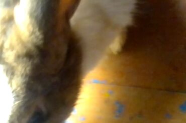 MY CUTE RABBIT !! N.P.M.ESHWAR !!