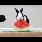 Cute rabbit eating a wonderful watermelon 😋🍉❤️