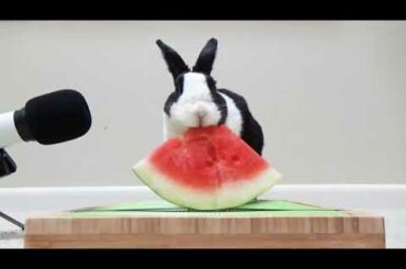 Cute rabbit eating a wonderful watermelon 😋🍉❤️